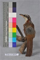 藏品(小彎嘴)的圖片